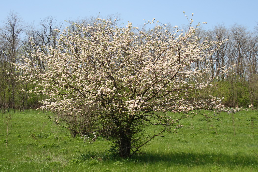 Изображение особи Malus domestica.