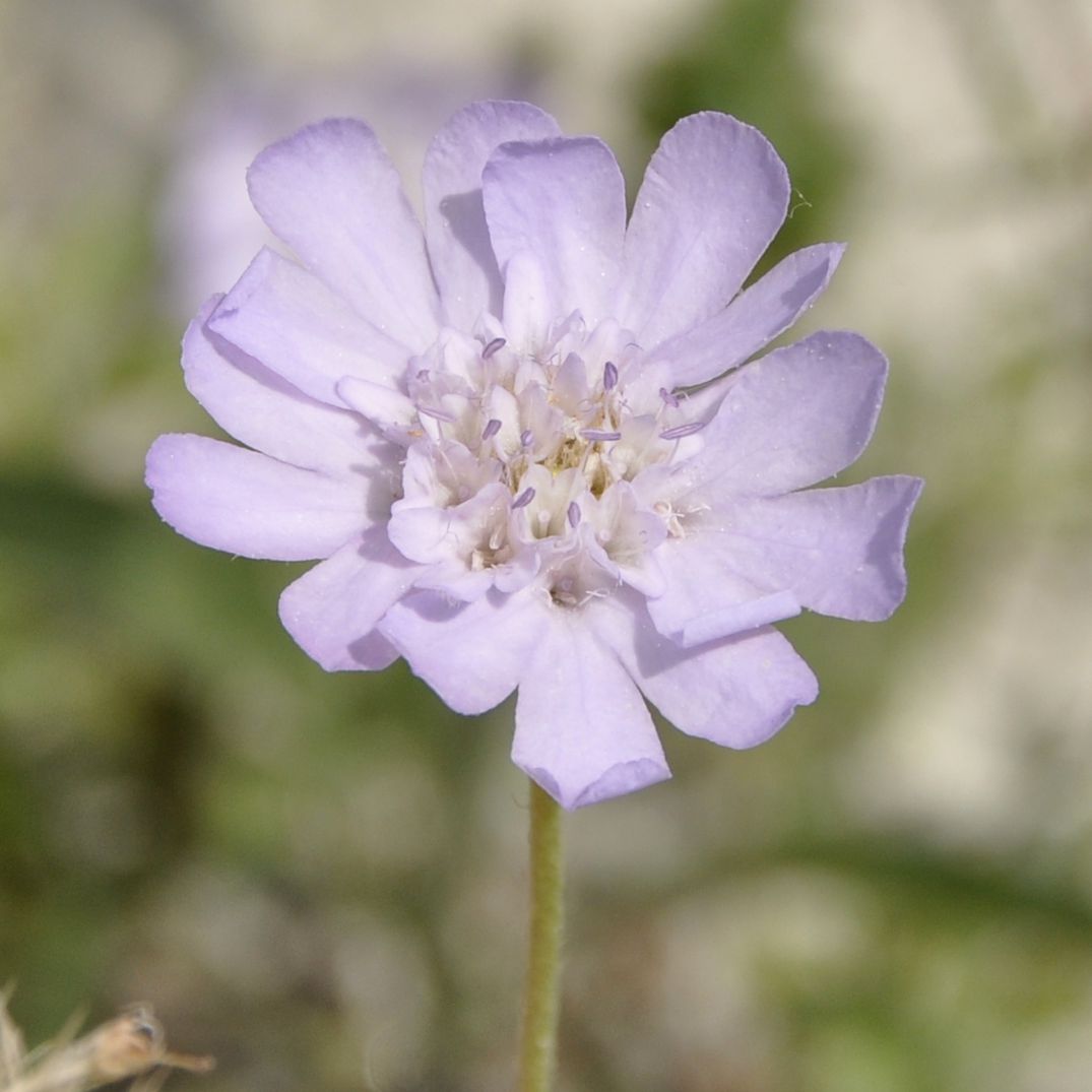 Изображение особи Lomelosia brachiata.