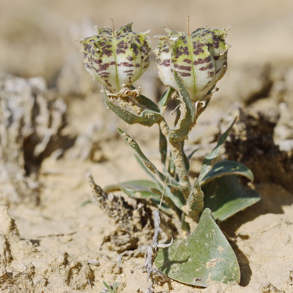 Изображение особи Rhinopetalum karelinii.