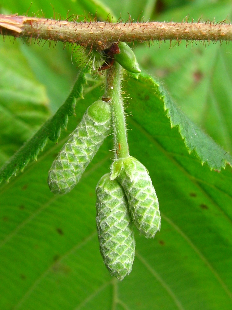 Изображение особи Corylus avellana.