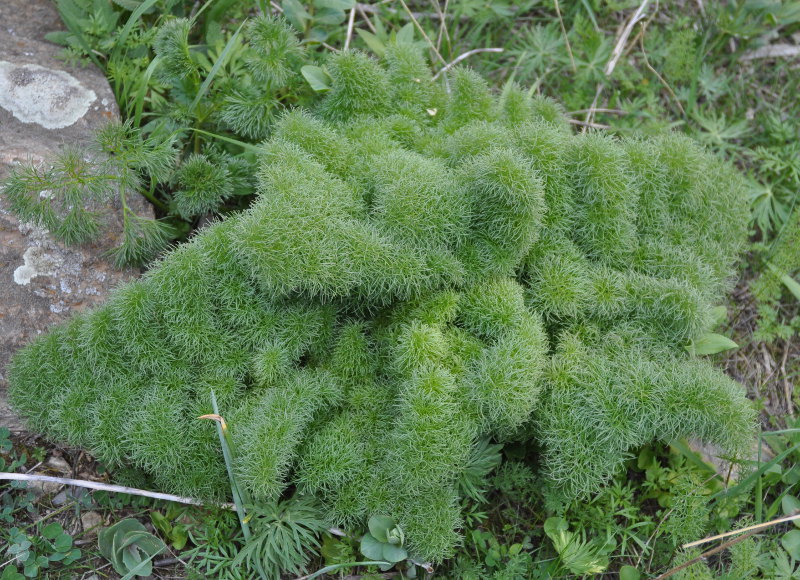 Image of Prangos ferulacea specimen.