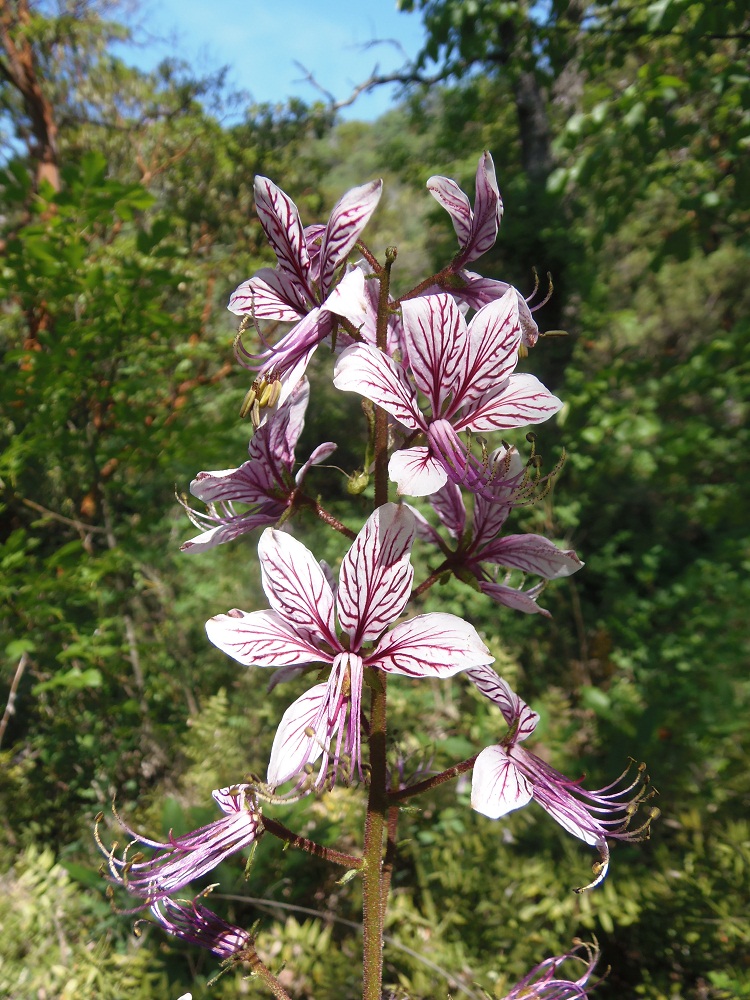 Image of Dictamnus gymnostylis specimen.
