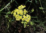 Achillea ochroleuca