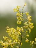 Thalictrum minus