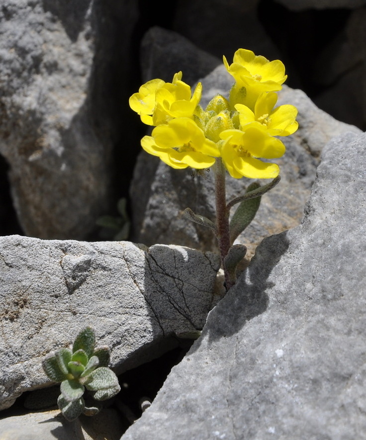 Изображение особи Alyssum handelii.