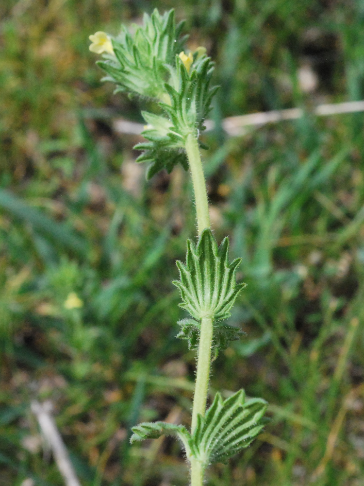 Image of Parentucellia flaviflora specimen.