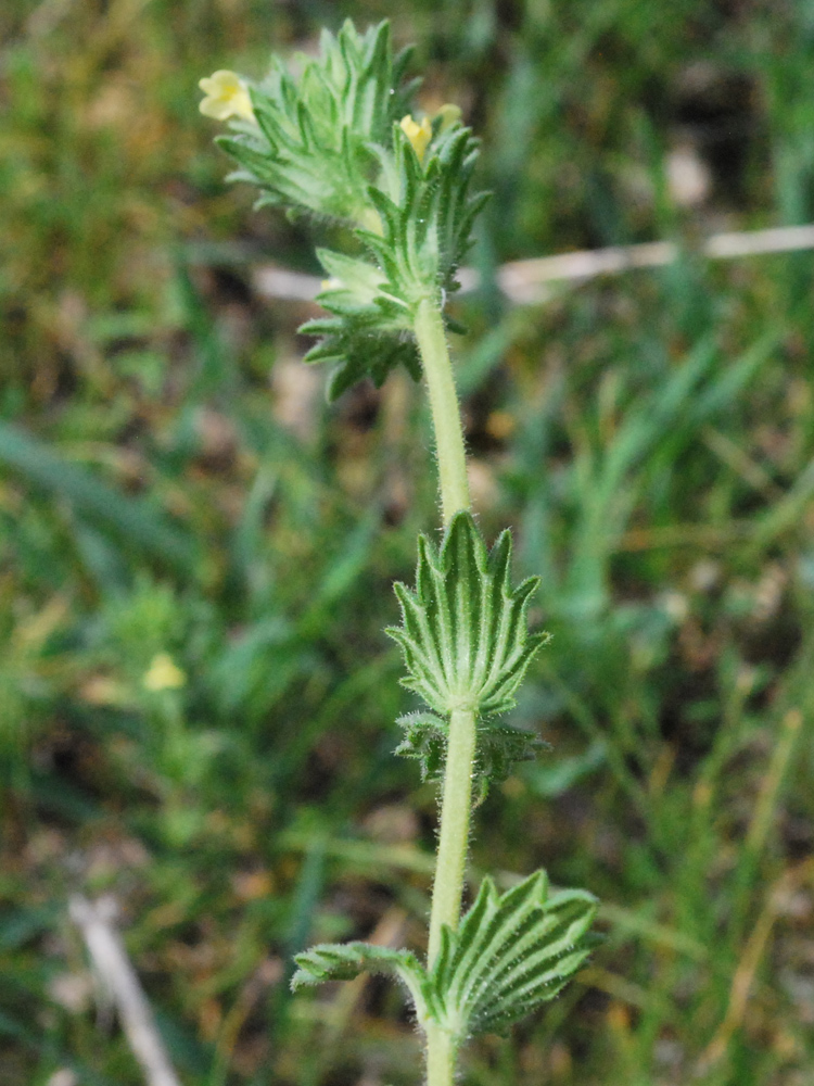 Изображение особи Parentucellia flaviflora.