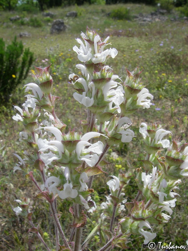 Изображение особи Salvia aethiopis.