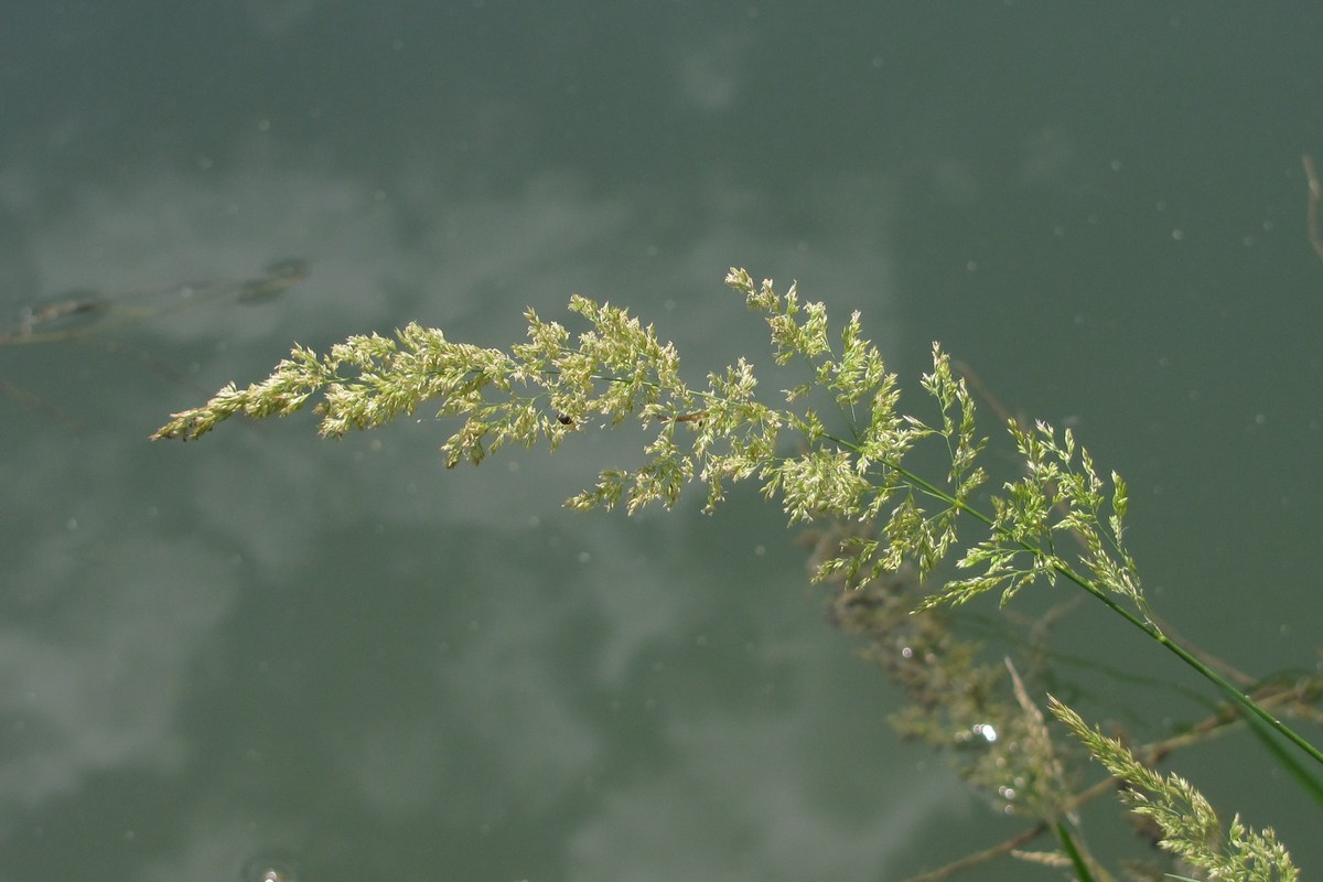 Изображение особи Agrostis gigantea.