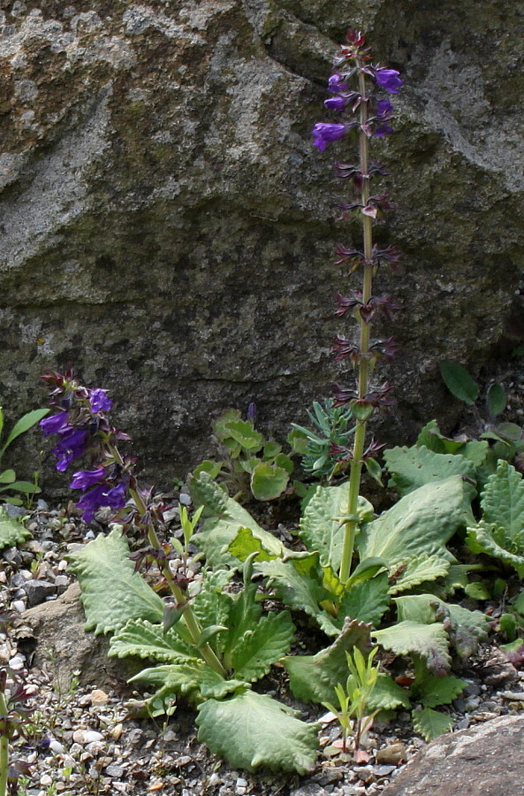 Изображение особи Horminum pyrenaicum.