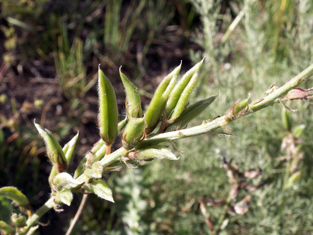 Изображение особи Oxytropis ferganensis.