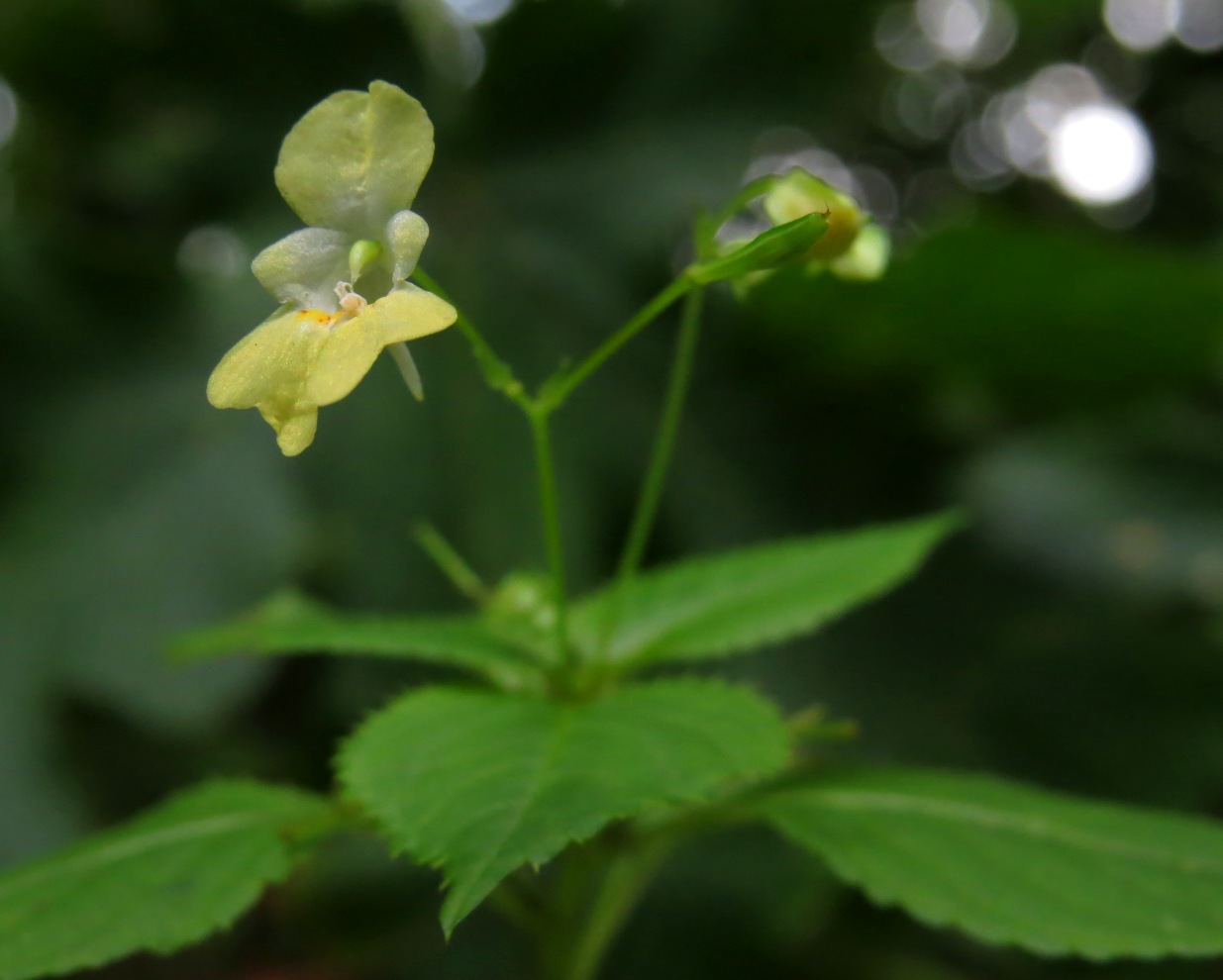 Изображение особи Impatiens parviflora.