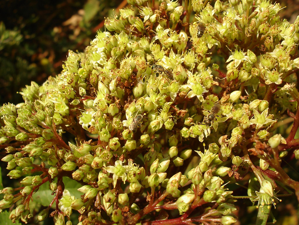 Image of genus Hylotelephium specimen.