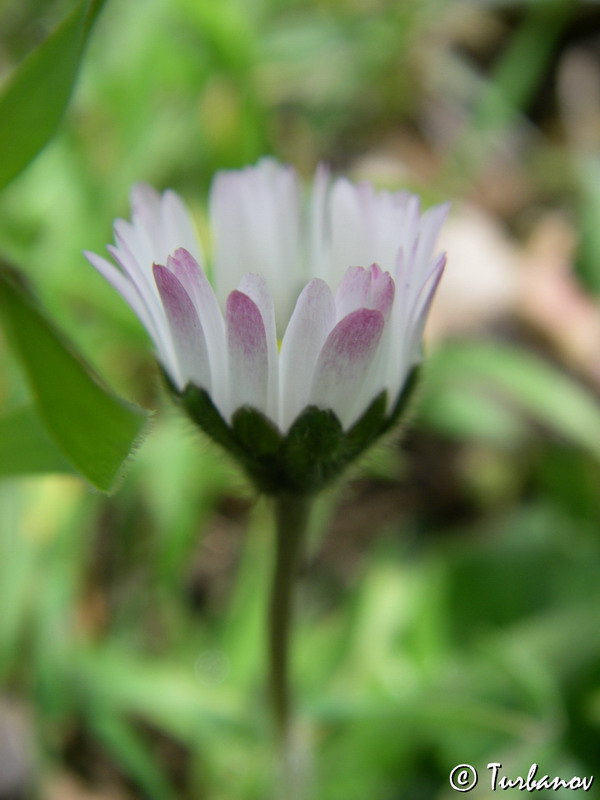 Изображение особи Bellis perennis.