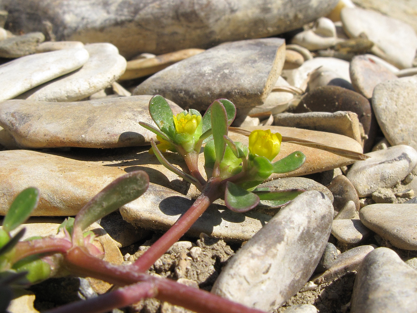 Изображение особи Portulaca oleracea.