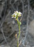 Lepidium turczaninowii. Соцветие с цветками, завязавшимся плодом и облетевшими плодами. Крым, окр. Феодосии, Армутлукская долина, склон с мергелевыми обнажениями. 10 сентября. 2013 г.