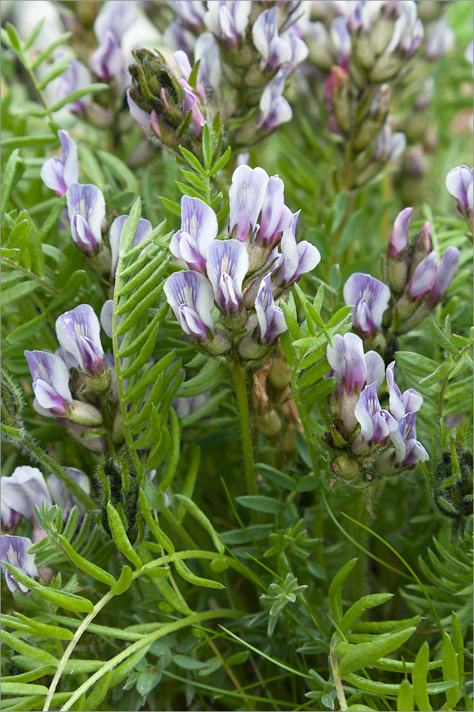 Изображение особи Oxytropis sordida.