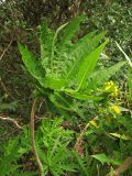 Sonchus congestus