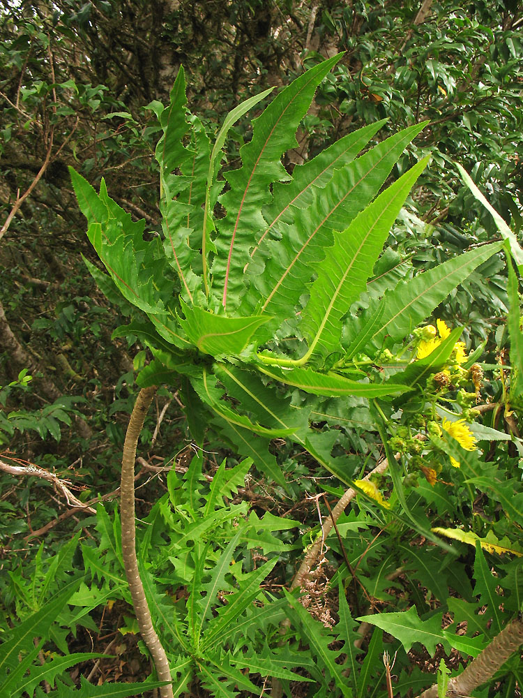 Изображение особи Sonchus congestus.