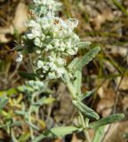 Teucrium capitatum