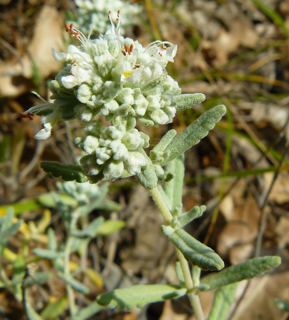 Изображение особи Teucrium capitatum.