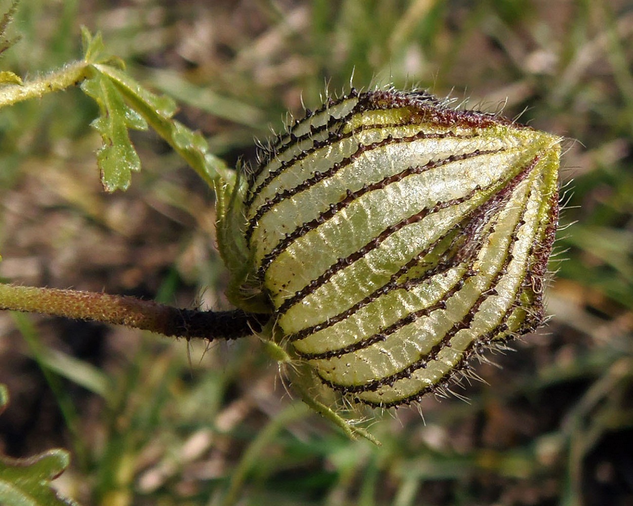 Image of Hibiscus trionum specimen.
