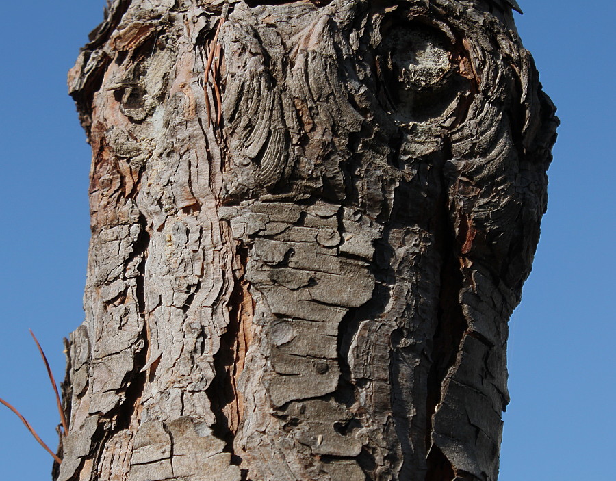 Image of Pinus pinea specimen.