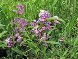 Hesperis matronalis