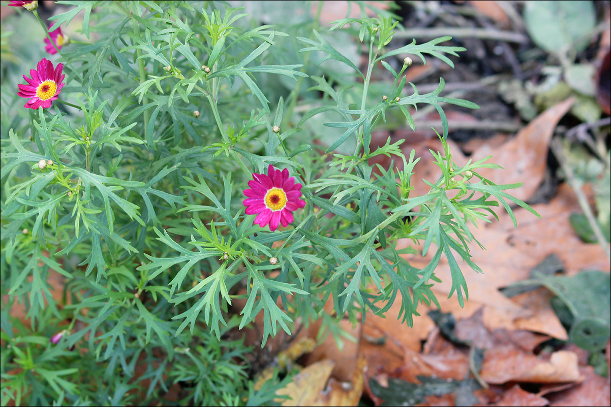 Image of Ismelia carinata specimen.