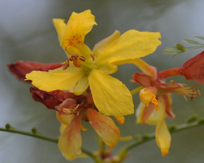 Изображение особи Parkinsonia aculeata.