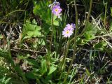 Primula serrata