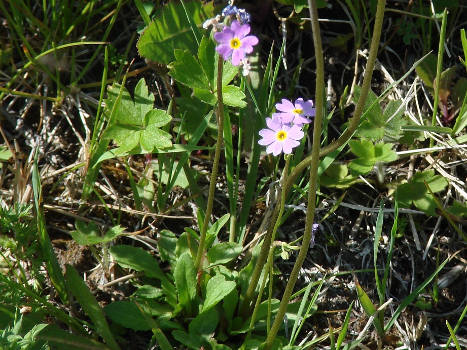 Изображение особи Primula serrata.