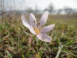 Colchicum triphyllum