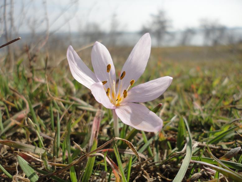 Image of Colchicum triphyllum specimen.