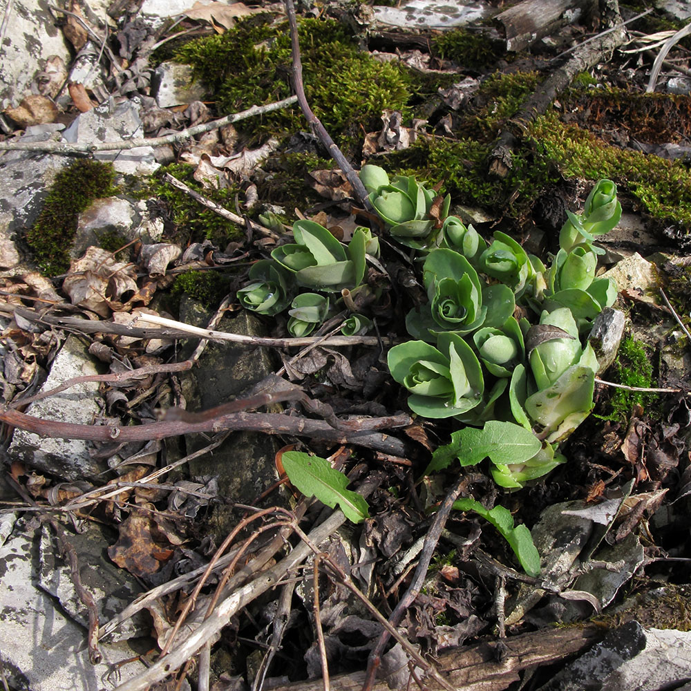 Image of Hylotelephium caucasicum specimen.