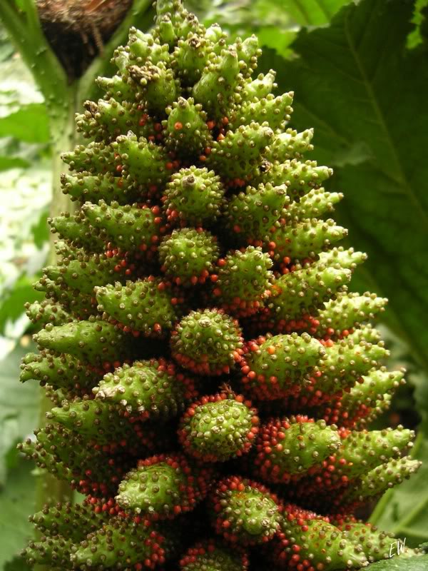 Изображение особи Gunnera tinctoria.