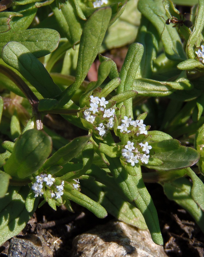 Image of Valerianella locusta specimen.