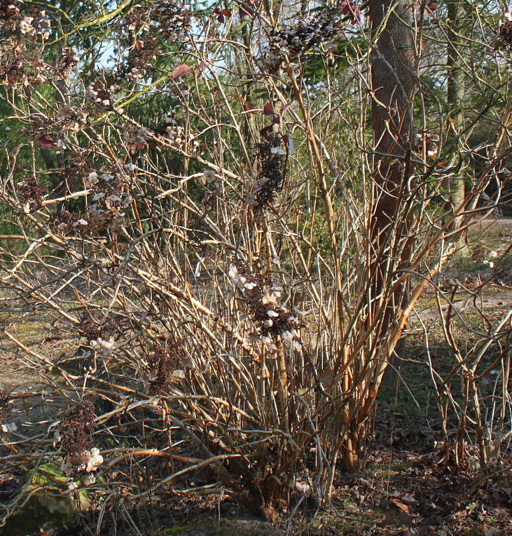 Image of Hydrangea quercifolia specimen.