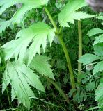 genus Heracleum