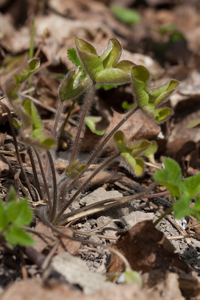 Image of Hepatica nobilis specimen.