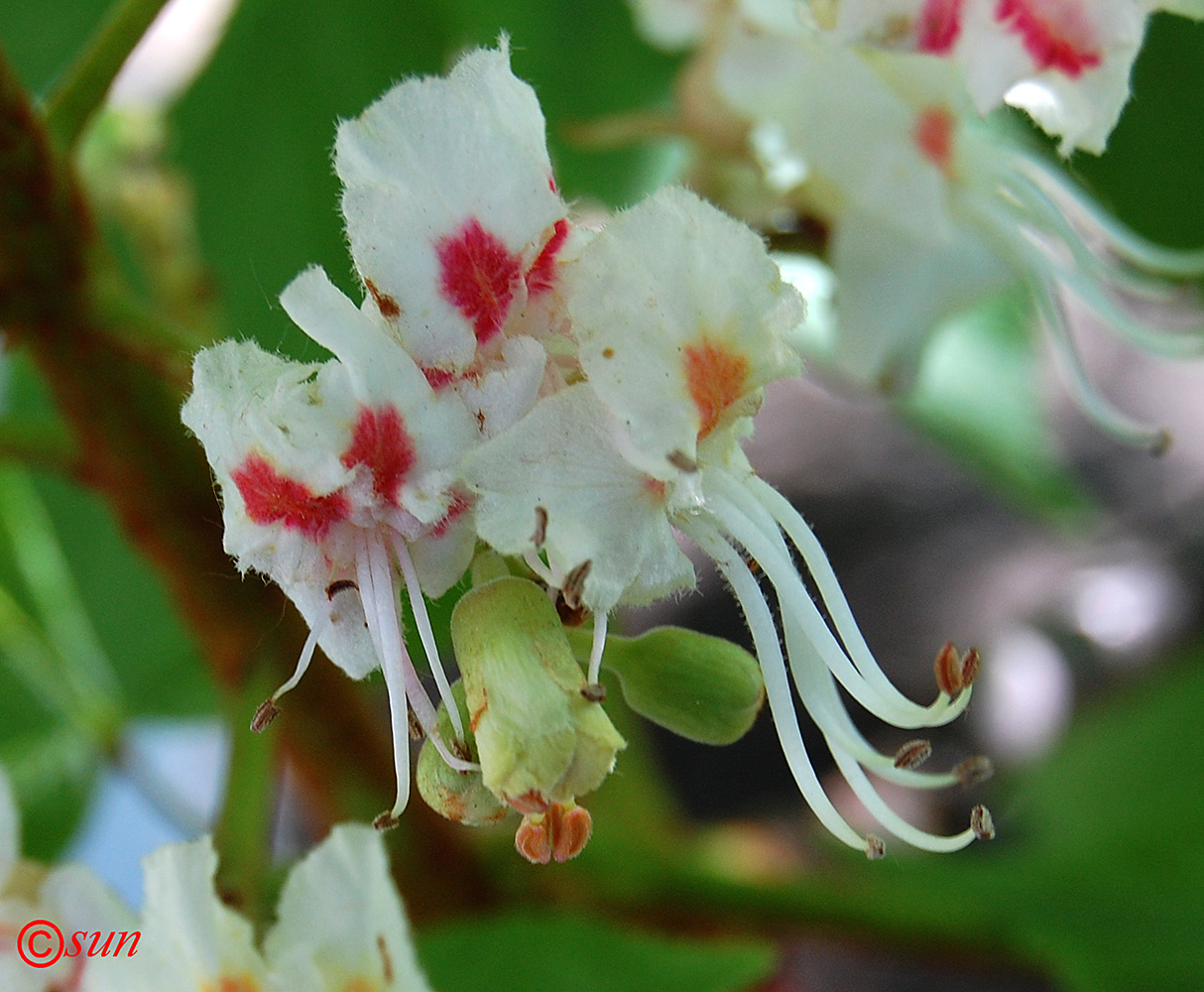 Изображение особи Aesculus hippocastanum.