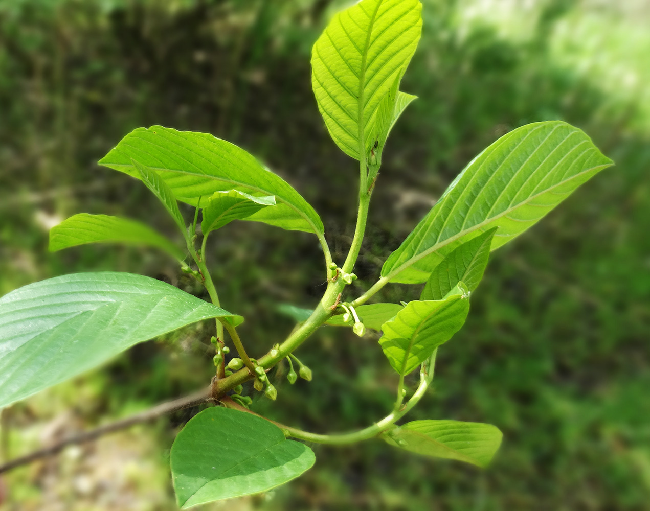 Изображение особи Frangula alnus.