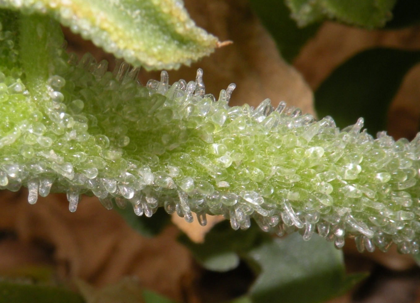Image of Mesembryanthemum crystallinum specimen.