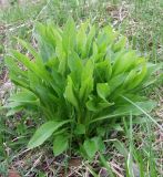 Solidago virgaurea ssp. lapponica