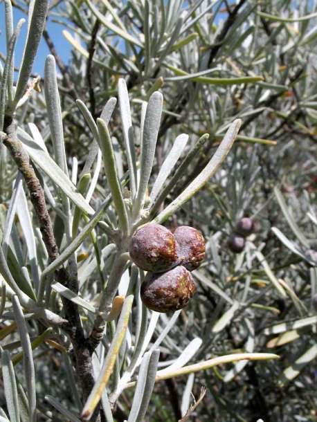 Image of Neochamaelea pulverulenta specimen.