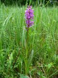 Dactylorhiza urvilleana