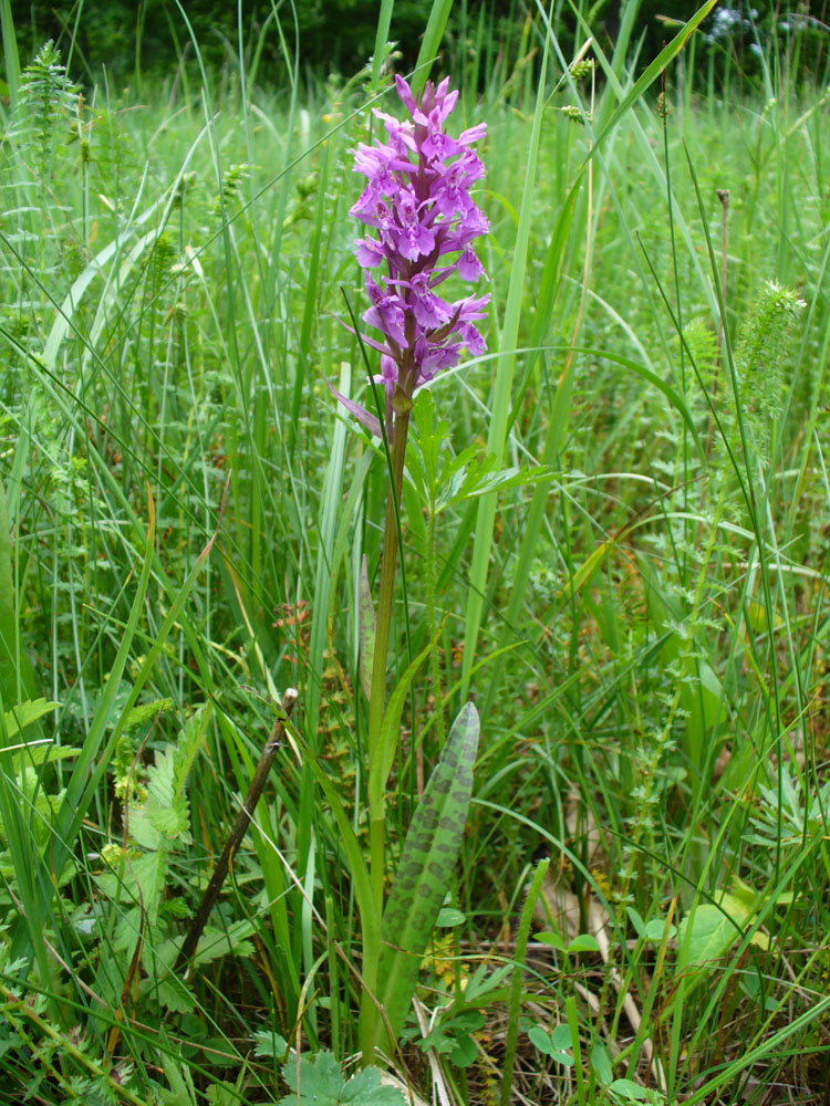 Image of Dactylorhiza urvilleana specimen.