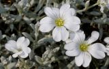 Cerastium tomentosum. Цветки ('Silberteppich'). Германия, г. Дюссельдорф, Ботанический сад университета. 02.06.2014.