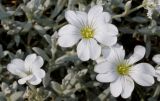 Cerastium tomentosum