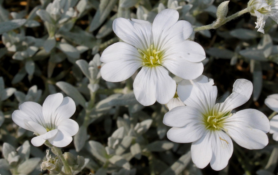 Image of Cerastium tomentosum specimen.